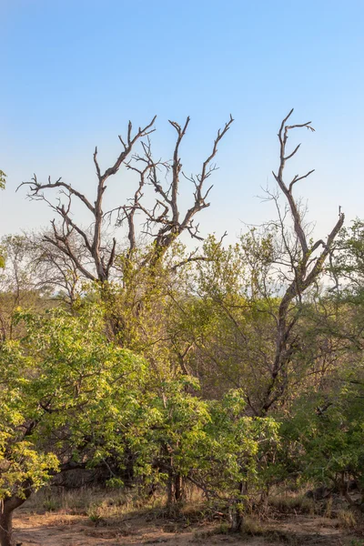 Paisagem sul-africana em UAR, parque de Kruger — Fotografia de Stock
