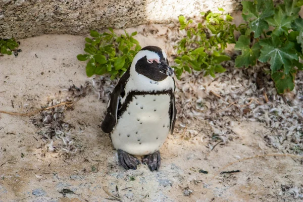 ペンギン南アフリカ、ケープタウンで大西洋のビーチで — ストック写真