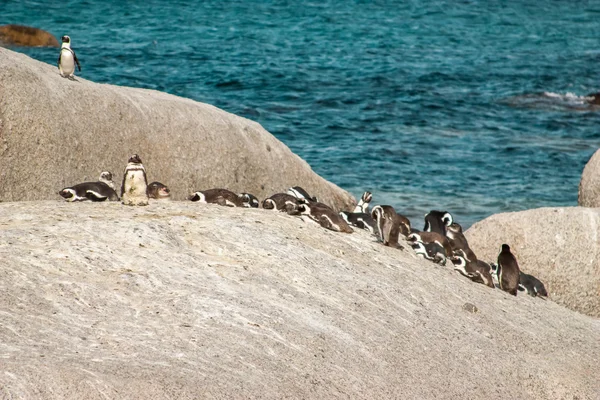 Pinguïns bij het strand van de Atlantische Oceaan in Zuid-Afrika, Kaapstad — Stockfoto