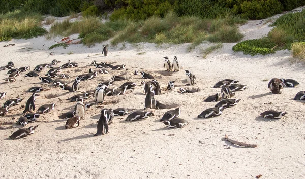 Pingviner på stranden av Atlanten i Sydafrika, Kapstaden — Stockfoto