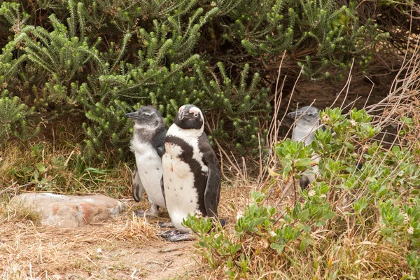 Pingouins à la plage de l'océan Atlantique en Afrique du Sud, Le Cap — Photo