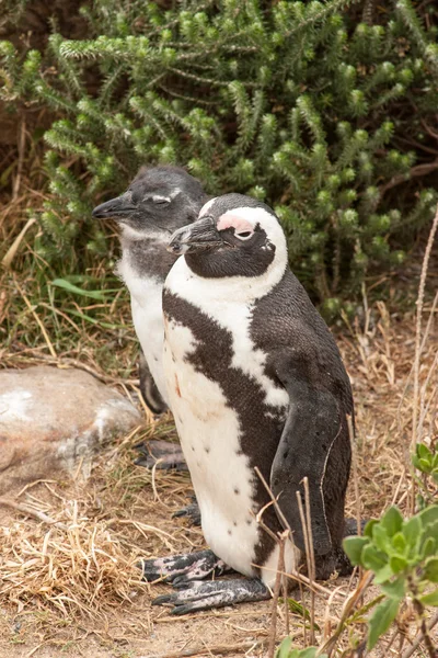 Pinguïns bij het strand van de Atlantische Oceaan in Zuid-Afrika, Kaapstad — Stockfoto