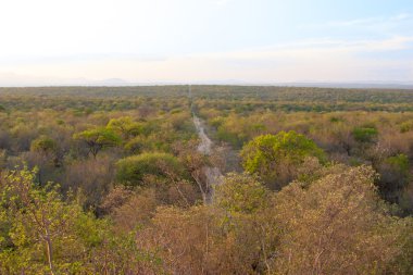 uar, kruger park'ın Güney Afrikalı manzarada