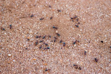termites in Kruger National Park - South Africa clipart