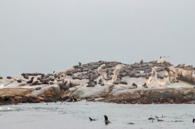 büyük bir grup, cape kürk mühür mühür Island, hout bay harbor, cape town, Güney Afrika