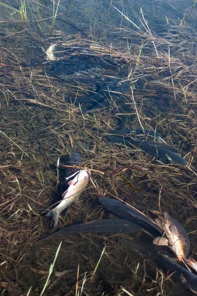 Dead fish in polluted pond, ecological disaster — Stock Photo, Image