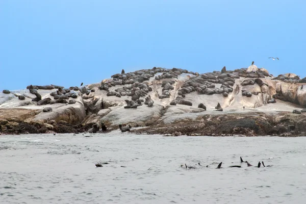 Gran grupo de Cape Fur Seal en la isla Seal, puerto de la bahía de Hout, Ciudad del Cabo, Sudáfrica —  Fotos de Stock