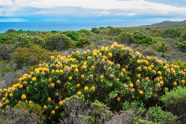 yellow flowers in Cape of Good Hope,Cape Town, UAR