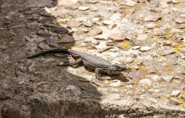 Lizard on rock in Africa, Cape Town — Stock Photo, Image