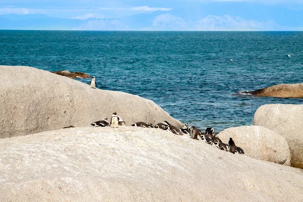 Pingouins à la plage de l'océan Atlantique en Afrique du Sud, Le Cap — Photo