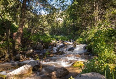 doğanın yemyeşil ağaçlar ve Nehri Almatı, Kazakistan, Asya