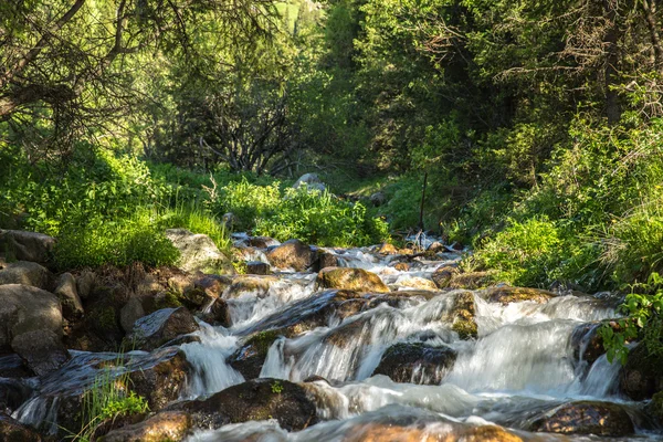 Nature des arbres verts et rivière à Almaty, Kazakhstan, Asie — Photo