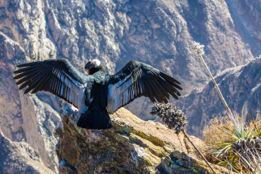 Condor at Colca canyon sitting,Peru,South America. This is a condor the biggest flying bird on earth clipart