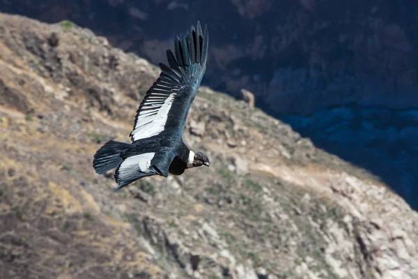 Flygande condor över colca canyon, peru, Sydamerika. Detta är en kondor största flygande fågeln på jorden — Stockfoto