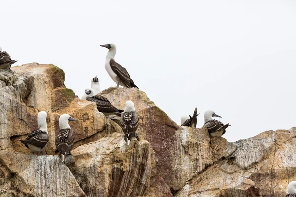 Vodní ptáky pobřeží v peruánské Galapágy nebo národní rezervace paracas. Ballestas islands.peru.south Ameriky. to ptáků lovci ryb a korýšů — Stock fotografie