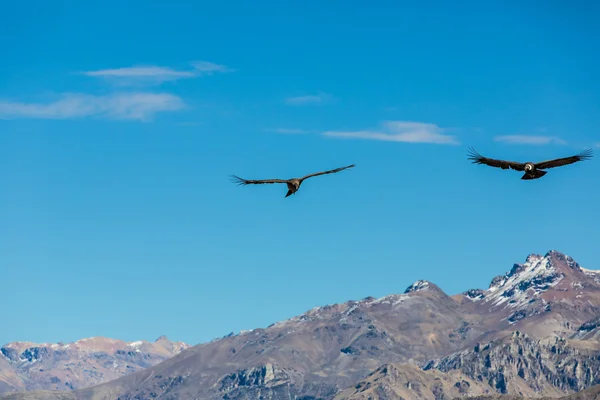 Flying condor over Colca canyon,Peru,South America. This is a condor the biggest flying bird on earth — Stock Photo, Image