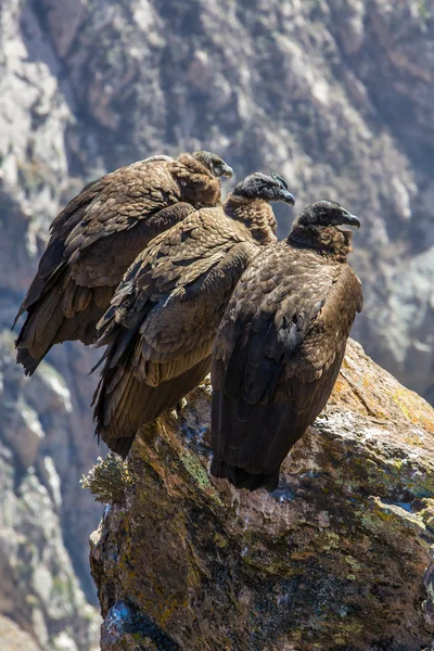 コルカ渓谷に座って、ペルー、南アメリカで 3 つのコンドル。これは地球上の最大の飛ぶ鳥コンドルです。 — ストック写真