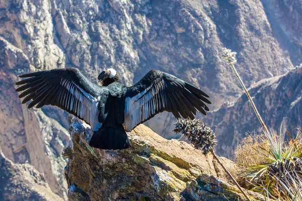 Condor em Colca canyon sentado, Peru, América do Sul. Este é um condor o maior pássaro voador na terra — Fotografia de Stock