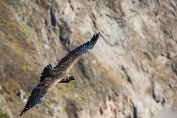 Flygande condor över colca canyon, peru, Sydamerika. Detta är en kondor största flygande fågeln på jorden — Stockfoto