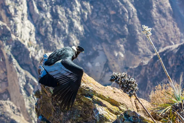 Cóndor sentado en el cañón del Colca, Perú, América del Sur. Este es un cóndor el ave voladora más grande de la tierra — Foto de Stock