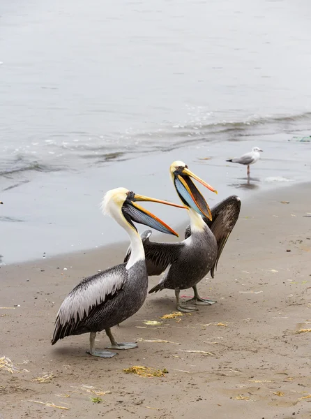 Πελεκάνοι στα νησιά ballestas στο εθνικό πάρκο Παράκας. Περού. Νότια Αμερική. χλωρίδα και πανίδα — Φωτογραφία Αρχείου