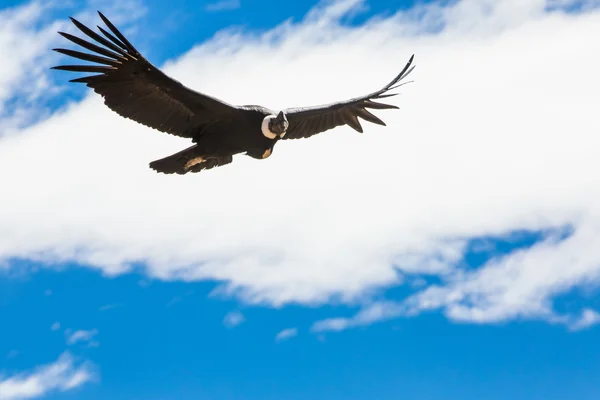 Condor volante sul canyon di Colca, Perù, Sud America. Questo è un condor il più grande uccello volante sulla terra — Foto Stock