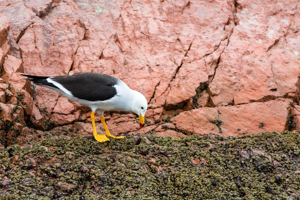 Aquatic seabirds coast at Paracas National Reservation or Peruvian Galapagos. Ballestas Islands.Peru.South America. This birds hunters of fish and shellfish — Stock Photo, Image