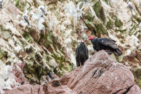 Ballestas islands.peru.south 美国秃鹰红脖子鸟。帕拉卡斯国家公园。植物群和动物群 — 图库照片