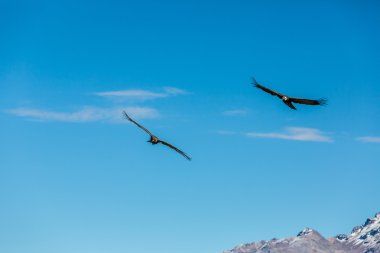 Condor uçan colca Kanyon, peru, Güney Amerika. Burası condor dünya üzerindeki en büyük uçan kuş