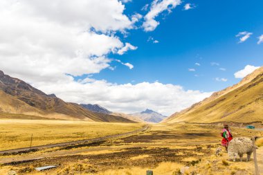 Ulusal Peru kadın hayvan sürüsü llama yol cusco-puno, peru, Güney Amerika giysiler. İnkalar'ın kutsal Vadisi