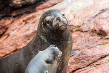 Güney Amerika Deniz Aslanları rahatlatıcı paracas Milli Parkı ballestas Adaları buzlu. Peru. Flora ve fauna