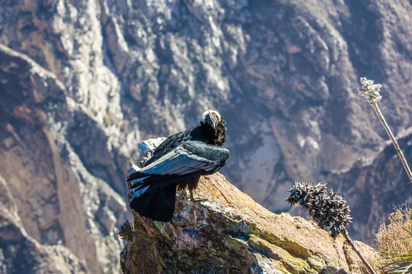 Condor at Colca canyon sitting,Peru,South America. This is a condor the biggest flying bird on earth — Stock Photo, Image