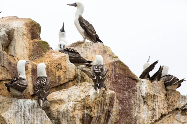 Costa de aves marinas acuáticas en Reserva Nacional Paracas o Galápagos Peruanos. Islas Ballestas.Perú.Sudamérica. Esta aves cazadores de peces y mariscos — Foto de Stock