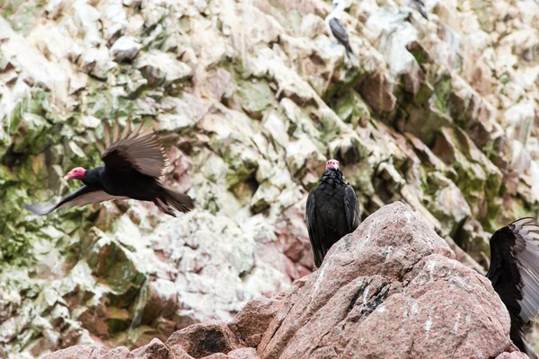 Aves del cuello rojo buitre en las Islas Ballestas.Perú.Sudamérica. Parque Nacional Paracas. Flora y fauna —  Fotos de Stock