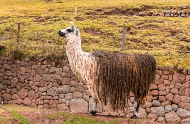 Perulu vicuna.