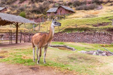 Peruvian Llama. clipart