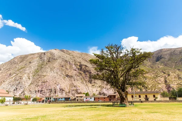 Árbol en América del Sur — Foto de Stock