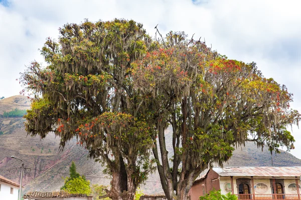 Large tree Pisonay in Peru — Stock Photo, Image