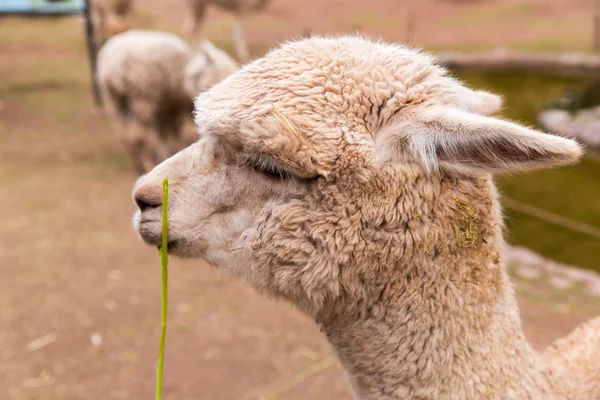 Llama Peru . — Stok Foto