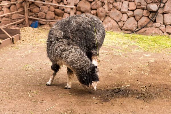 Перуанський Вікунья . — стокове фото