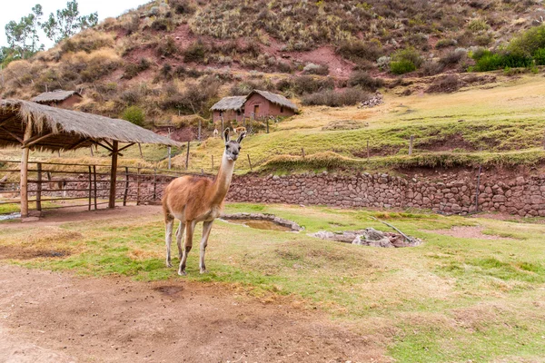 Lama peruviano . — Foto Stock