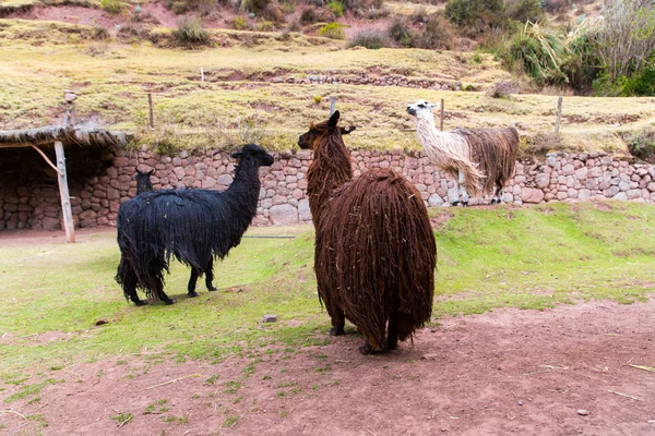 秘鲁小羊驼peruanska vikunja. — Stockfoto