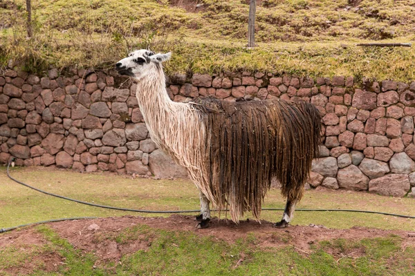 Peruvian vicuna. — Stock Photo, Image