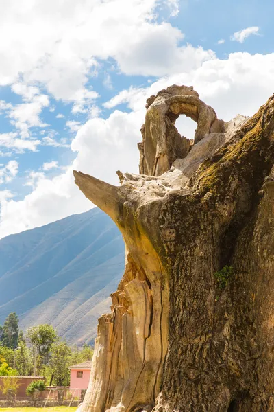 Arbre dans le désert péruvien en Amérique du Sud — Photo