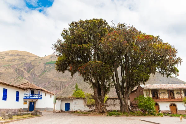 Peru büyük ağaç pisonay — Stok fotoğraf