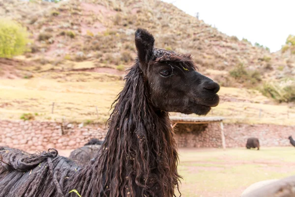 Peruvian Llama. — Fotografie, imagine de stoc