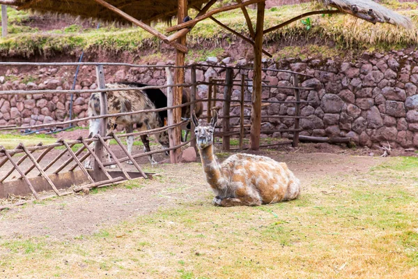 Lama peruana . — Fotografia de Stock