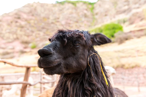 Peruanisches Lama — Stockfoto