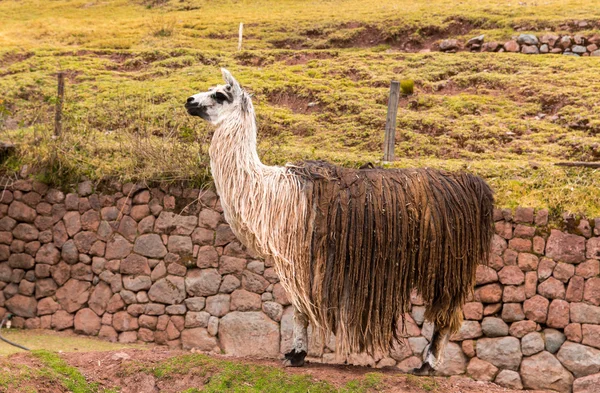 秘鲁小羊驼peruanska vikunja. — 图库照片