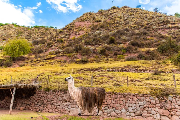 秘鲁小羊驼peruanska vikunja. — Stockfoto